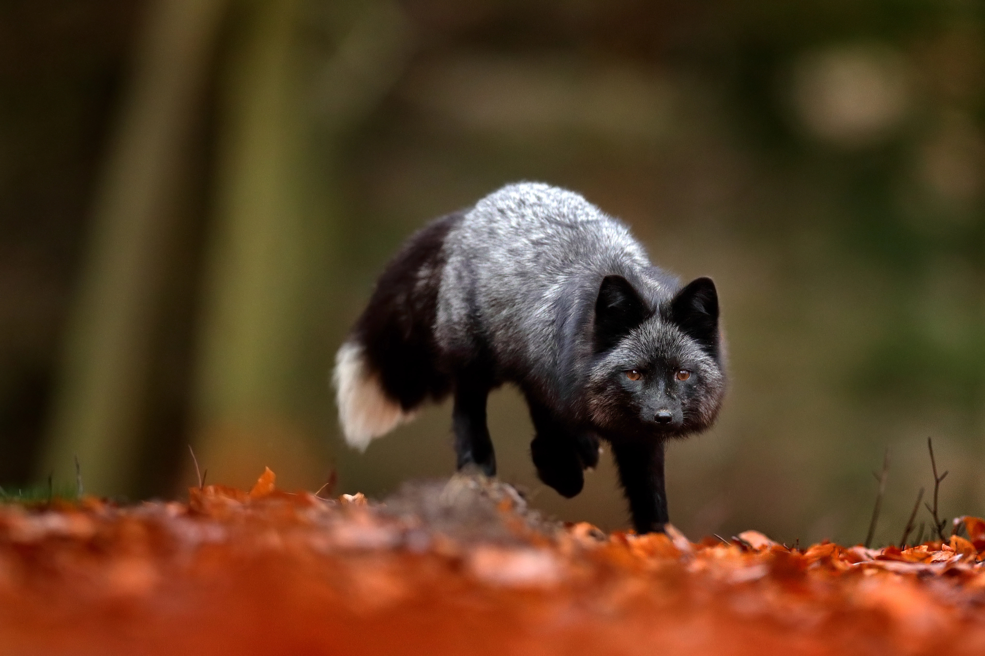 renard argente renard argente