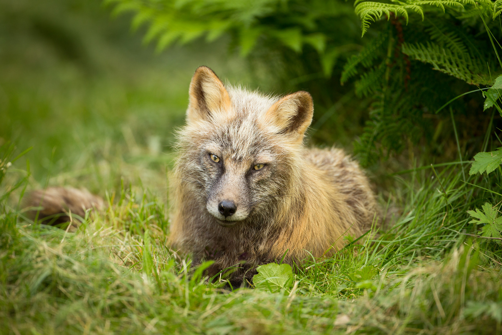 renard croisé renard croisé