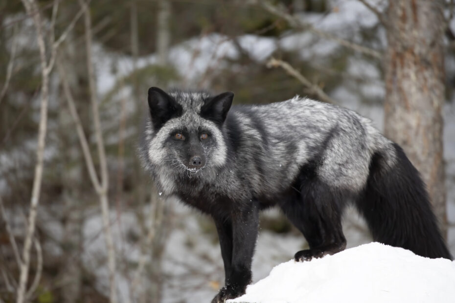 Renard noir et renard argenté : pourquoi certains renards ont-ils ce pelage ? renard noir dans la neige Renard noir au pelage sombre et argenté marchant dans la neige