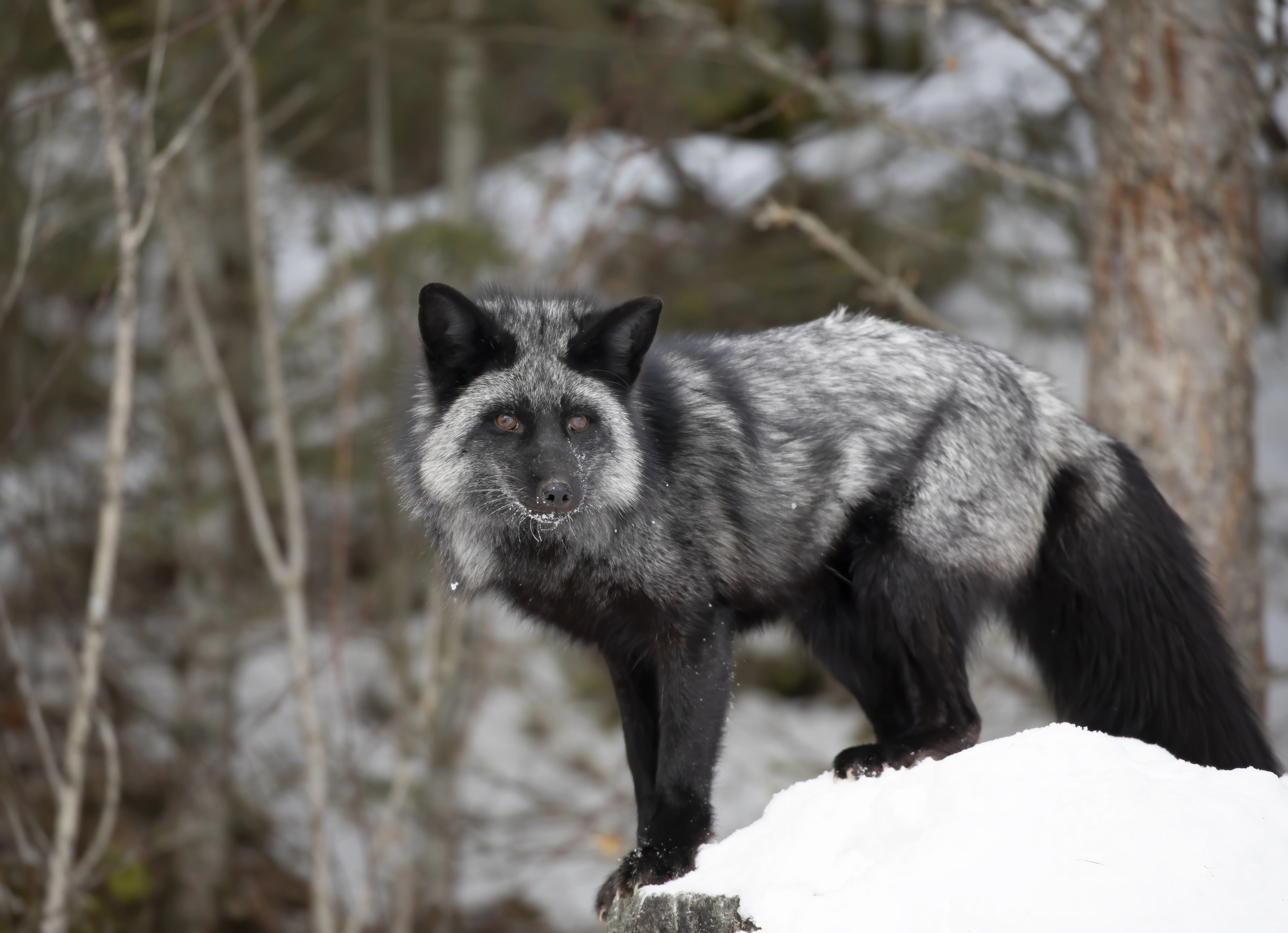 Renard noir au pelage sombre et argenté marchant dans la neige Renard noir au pelage sombre et argenté marchant dans la neige