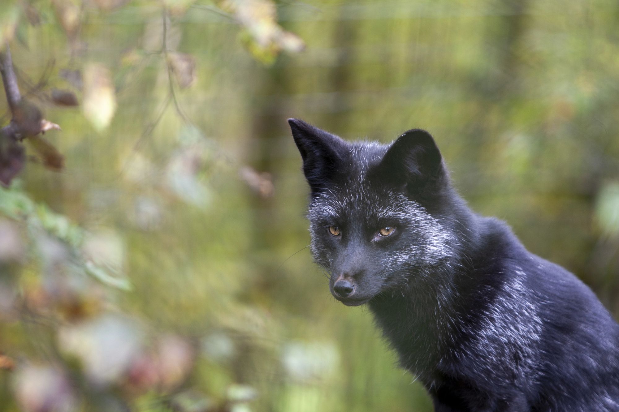 renard noir renard noir