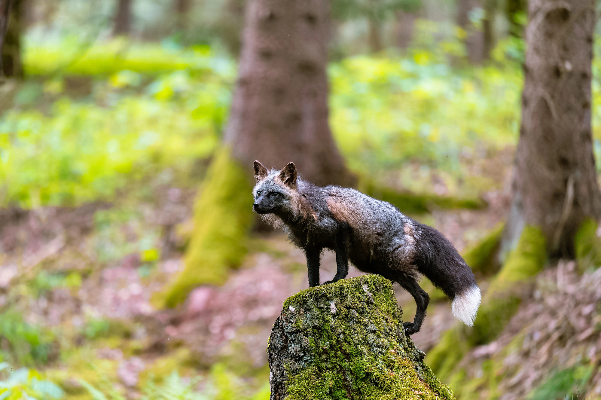 Renard sombre présentant un pelage mêlant des zones noires brunes et rousses Renard sombre présentant un pelage mêlant des zones noires brunes et rousses