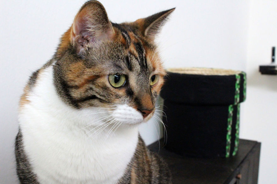 Un mur Super Mario pour chat un mur Super Mario pour chat 9 un-mur-Super-Mario-pour-chat-9