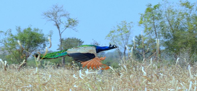 9 photos de paons en vol 9 photos de paons en vol 2 1 9-photos-de-paons-en-vol-2