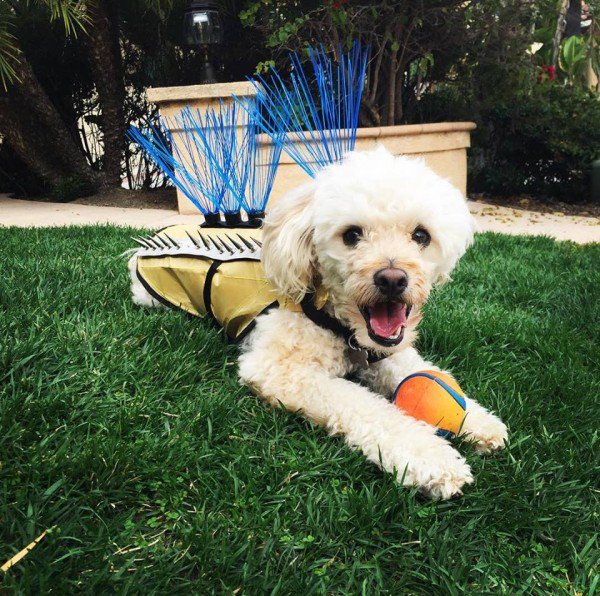 CoyoteVest - une veste à piquants pour protéger les chiens des coyotes CoyoteVest une veste a piquants pour proteger les chiens des coyotes 4 CoyoteVest-une-veste-a-piquants-pour-proteger-les-chiens-des-coyotes-4