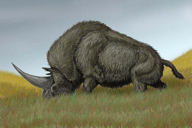 La licorne a vraiment existé... enfin presque. Elasmotherium sibiricum licorne de siberie la licorne a vraiment existe 3 Elasmotherium-sibiricum-licorne-de-siberie-la-licorne-a-vraiment-existe-3