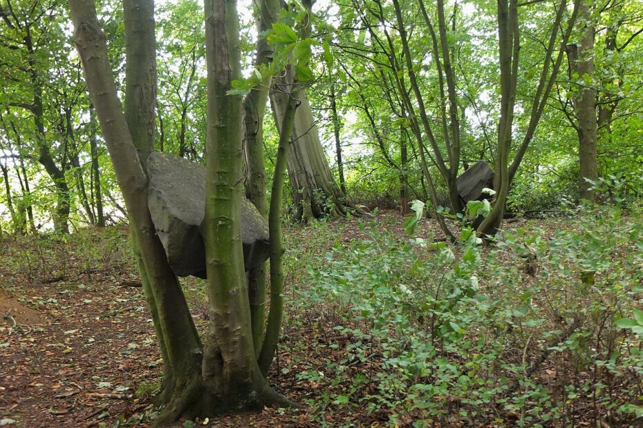 Les œuvres de Land Art magiques de Andy Goldsworthy stone coppice andy goldsworthy jupiter artland Stone Coppice, installation de pierres d’Andy Goldsworthy dans un sous-bois