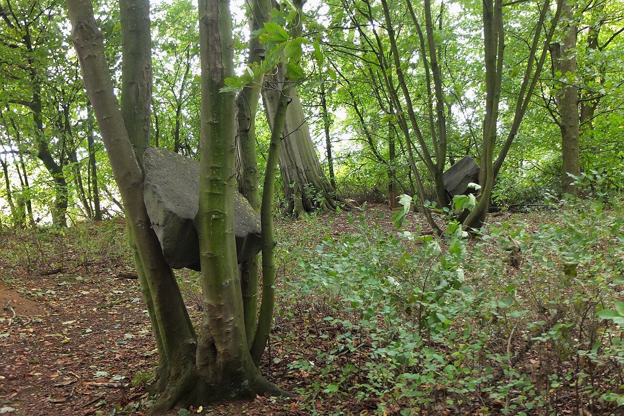Stone Coppice, installation de pierres d’Andy Goldsworthy dans un sous-bois Stone Coppice, installation de pierres d’Andy Goldsworthy dans un sous-bois