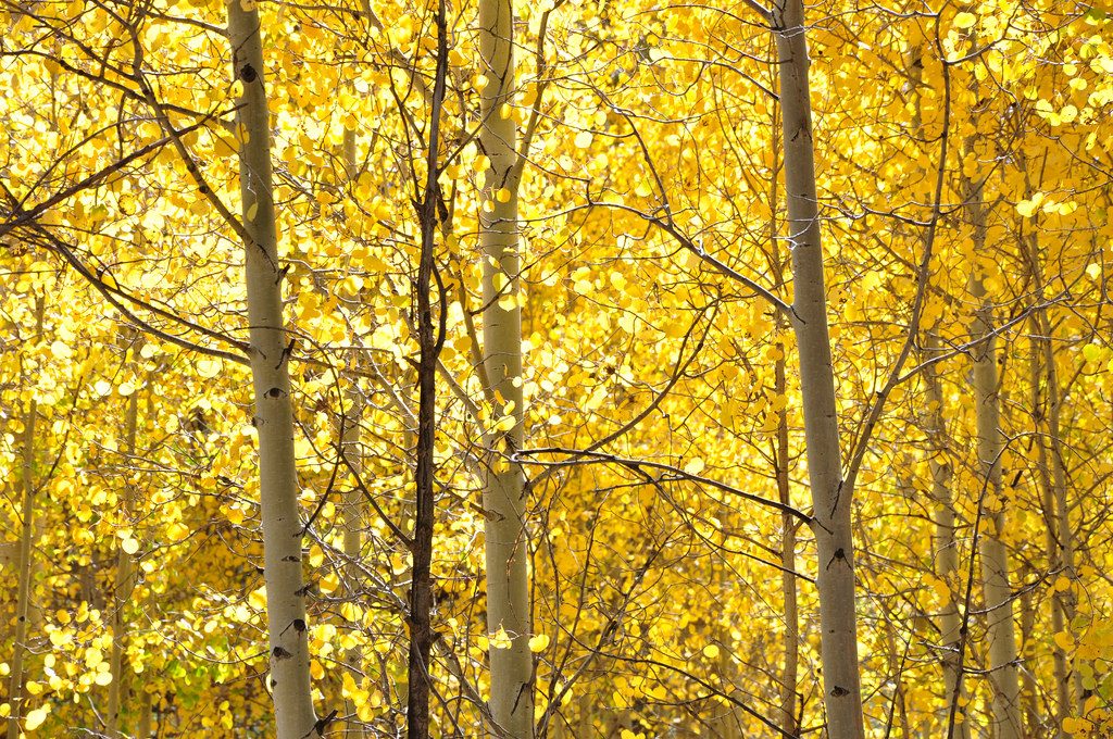 40 paysages de couleur qui démontrent la beauté de la terre 44 paysages de couleur qui demontrent la beaute de la terre Aspen 44-paysages-de-couleur-qui-demontrent-la-beaute-de-la-terre-Aspen