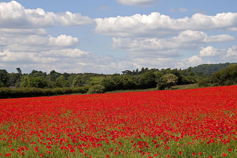 40 paysages de couleur qui démontrent la beauté de la terre 44 paysages de couleur qui demontrent la beaute de la terre bewdley 44-paysages-de-couleur-qui-demontrent-la-beaute-de-la-terre-bewdley