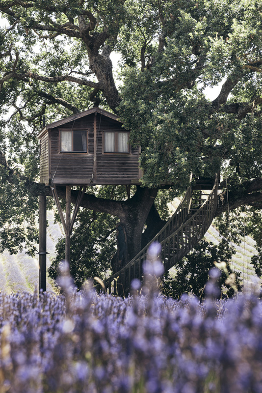 Une cabane dans un arbre au milieu d'un champ de lavande Une cabane dans un arbre au milieu d un champ de lavande suite bleue 4 Une-cabane-dans-un-arbre-au-milieu-d-un-champ-de-lavande-suite-bleue-4