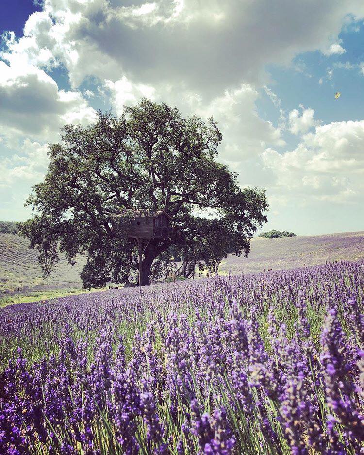 Une cabane dans un arbre au milieu d'un champ de lavande Une cabane dans un arbre au milieu d un champ de lavande suite bleue 5 Une-cabane-dans-un-arbre-au-milieu-d-un-champ-de-lavande-suite-bleue-5