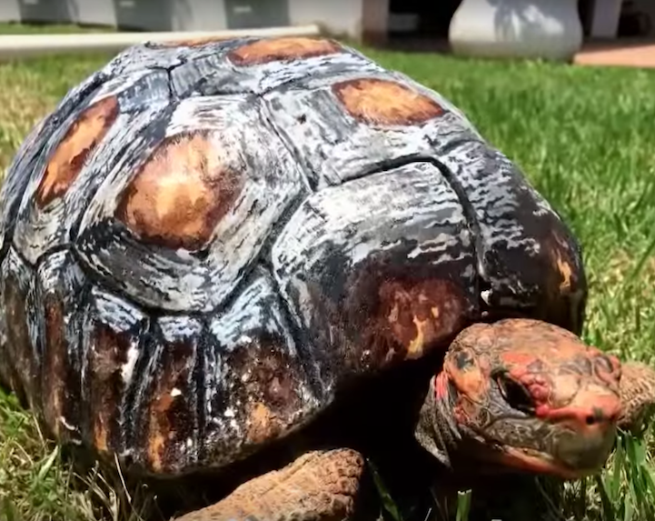 Une tortue avec une carapace en impression 3D une tortue avec une carapace en impression 3D 10 une-tortue-avec-une-carapace-en-impression-3D-10