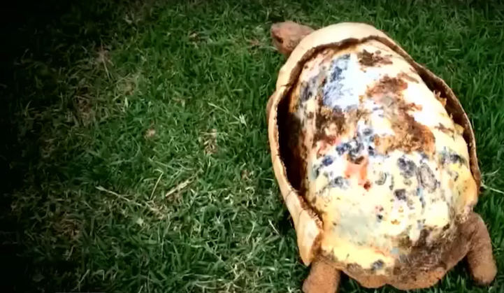Une tortue avec une carapace en impression 3D une tortue avec une carapace en impression 3D 4 une-tortue-avec-une-carapace-en-impression-3D-4