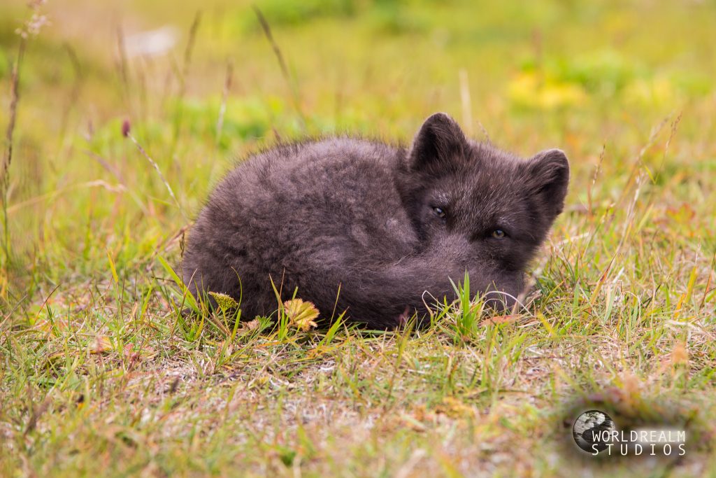 20 photos d'adorables bébés renards 20 photos d adorables bebes renards 10 20-photos-d-adorables-bebes-renards-10