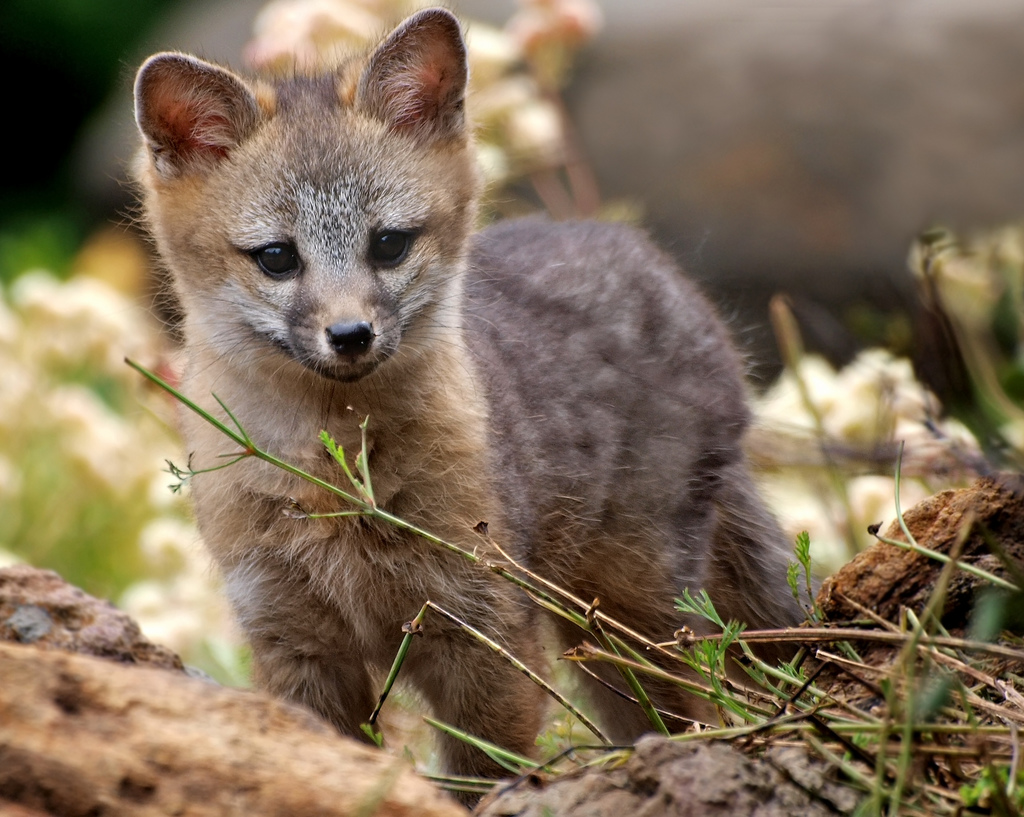 20 photos d'adorables bébés renards 20 photos d adorables bebes renards 11 20-photos-d-adorables-bebes-renards-11