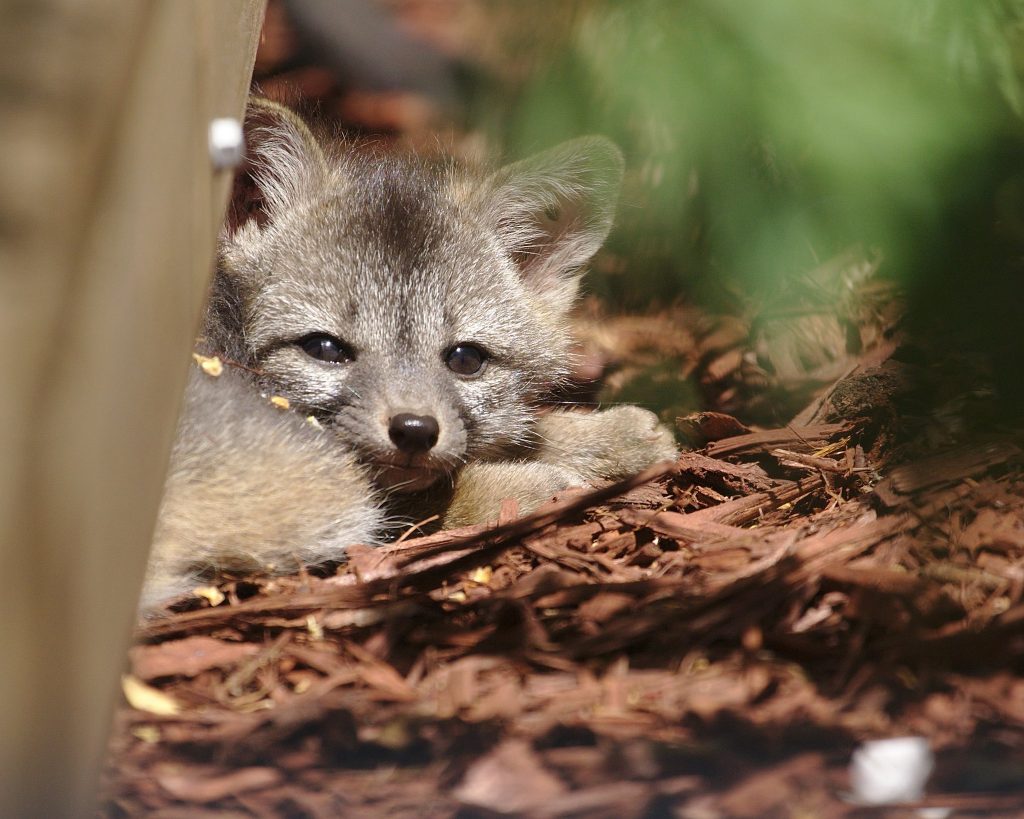 20 photos d'adorables bébés renards 20 photos d adorables bebes renards 12 20-photos-d-adorables-bebes-renards-12