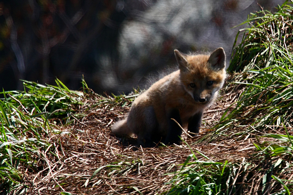 20 photos d'adorables bébés renards 20 photos d adorables bebes renards 13 20-photos-d-adorables-bebes-renards-13
