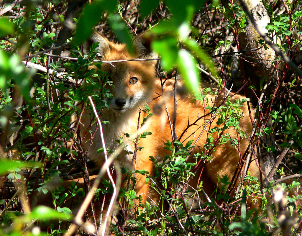 20 photos d'adorables bébés renards 20 photos d adorables bebes renards 15 20-photos-d-adorables-bebes-renards-15