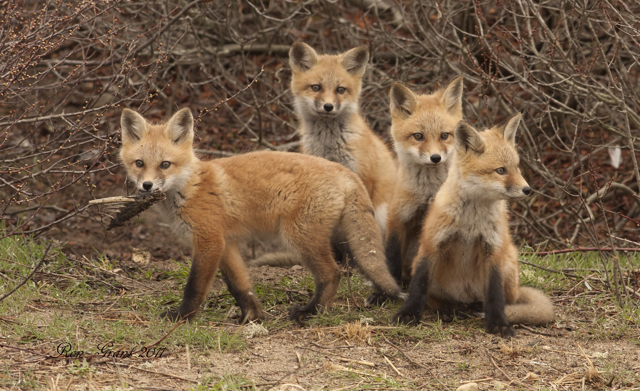 20 photos d'adorables bébés renards 20 photos d adorables bebes renards 17 1 20-photos-d-adorables-bebes-renards-17-1.