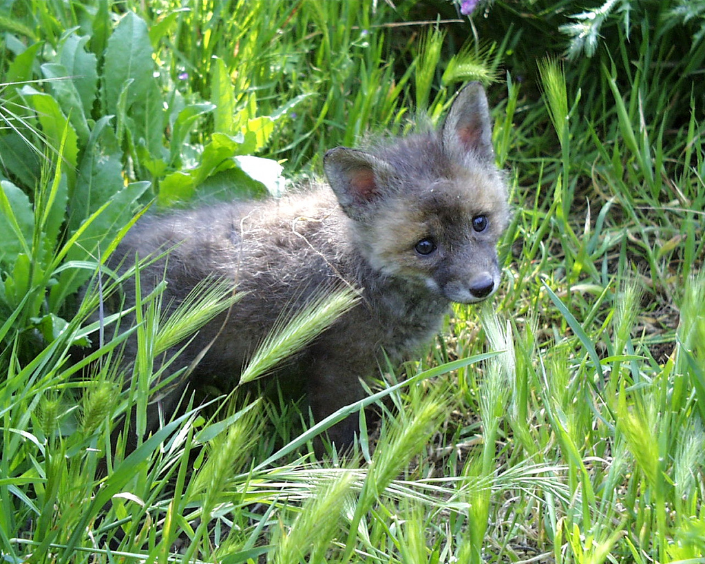 20 photos d'adorables bébés renards 20 photos d adorables bebes renards 19 20-photos-d-adorables-bebes-renards-19