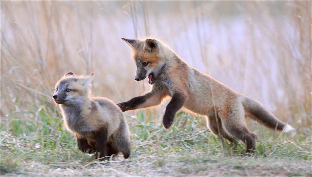 20 photos d'adorables bébés renards 20 photos d adorables bebes renards 9 20-photos-d-adorables-bebes-renards-9