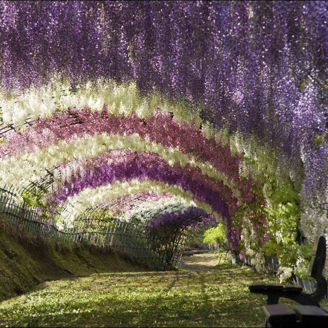 30 raisons de visiter le Japon 30 raisons de visiter le japon tunnel glycine Kawachi Fuji jardin 30-raisons-de-visiter-le-japon-tunnel-glycine-Kawachi-Fuji-jardin