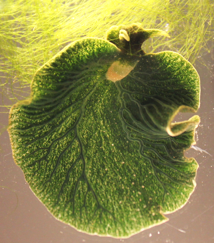 Cette limace de mer en forme de feuille est un hybride animal végétal Cette limace de mer en forme de feuille est un hybride animal vegetal 2 Anatomy of the sacoglossan mollusc Elysia chlorotica.(A) Sea slug consuming its obligate algal food Vaucheria litorea. Small, punctate green circles are the plastids located within the extensive digestive diverticula of the animal. (B) A defined tubule of the digestive diverticula extending into the parapodial region of the animal (arrow). The digestive system consists of densely packed tubules that branch throughout the animal's body. Each tubule is made up of a layer of single cells containing animal organelles and numerous algal plastids. This cell layer surrounds the lumen. (C) Magnified image of the epidermis of E. chlorotica showing densely packed plastids. The animals are light grey in color without their resident plastids, which contribute chlorophyll to render the sea slugs bright green.