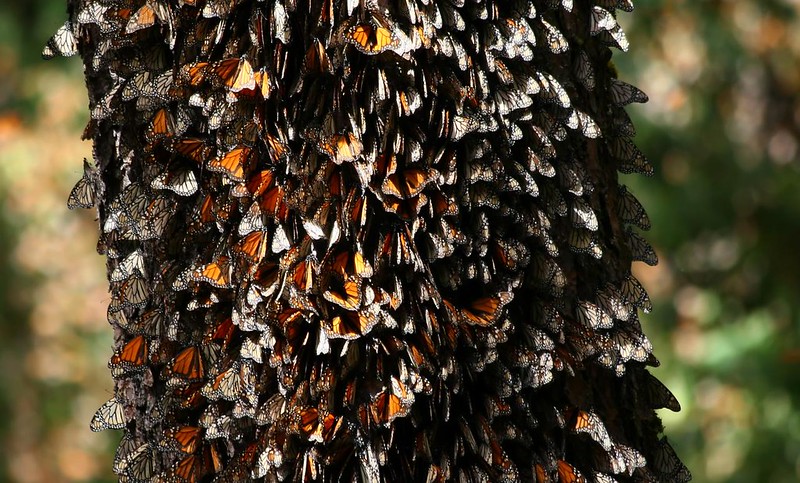 Le sanctuaire des papillons monarques menacé de disparition Le sanctuaire des papillons monarques menaces 2 Le-sanctuaire-des-papillons-monarques-menaces-2