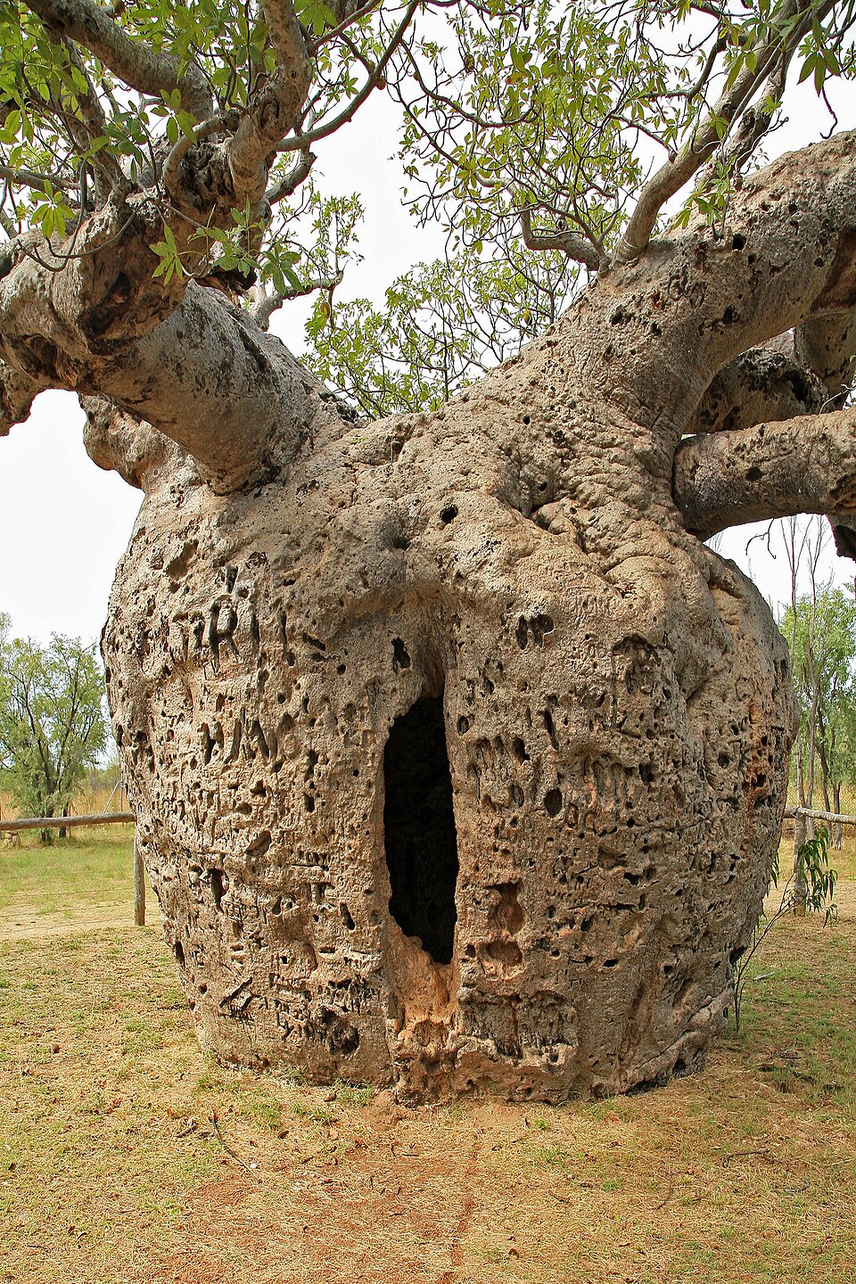 baobab prison derby australie Tronc creux du baobab prison de Derby en Australie-Occidentale