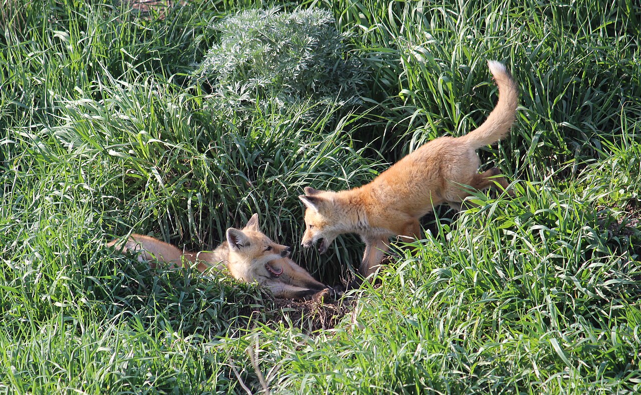 renardeaux jeu Jeunes bébés renards jouant ensemble
