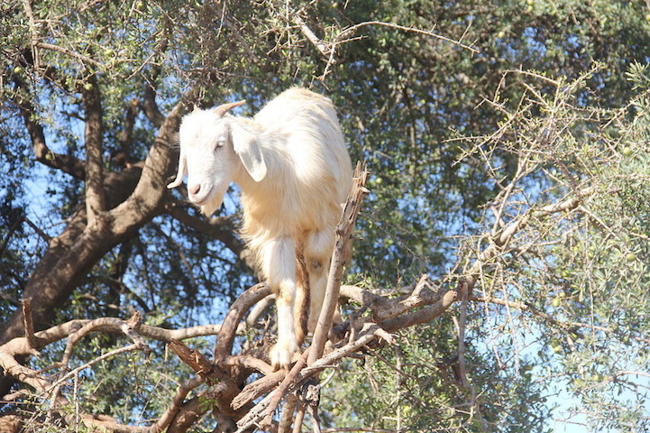 Au Maroc, les chèvres grimpent dans les arbres mais ce n'est pas naturel Au Maroc les chevres grimpent dans les arbres 10 Au-Maroc-les-chevres-grimpent-dans-les-arbres-10