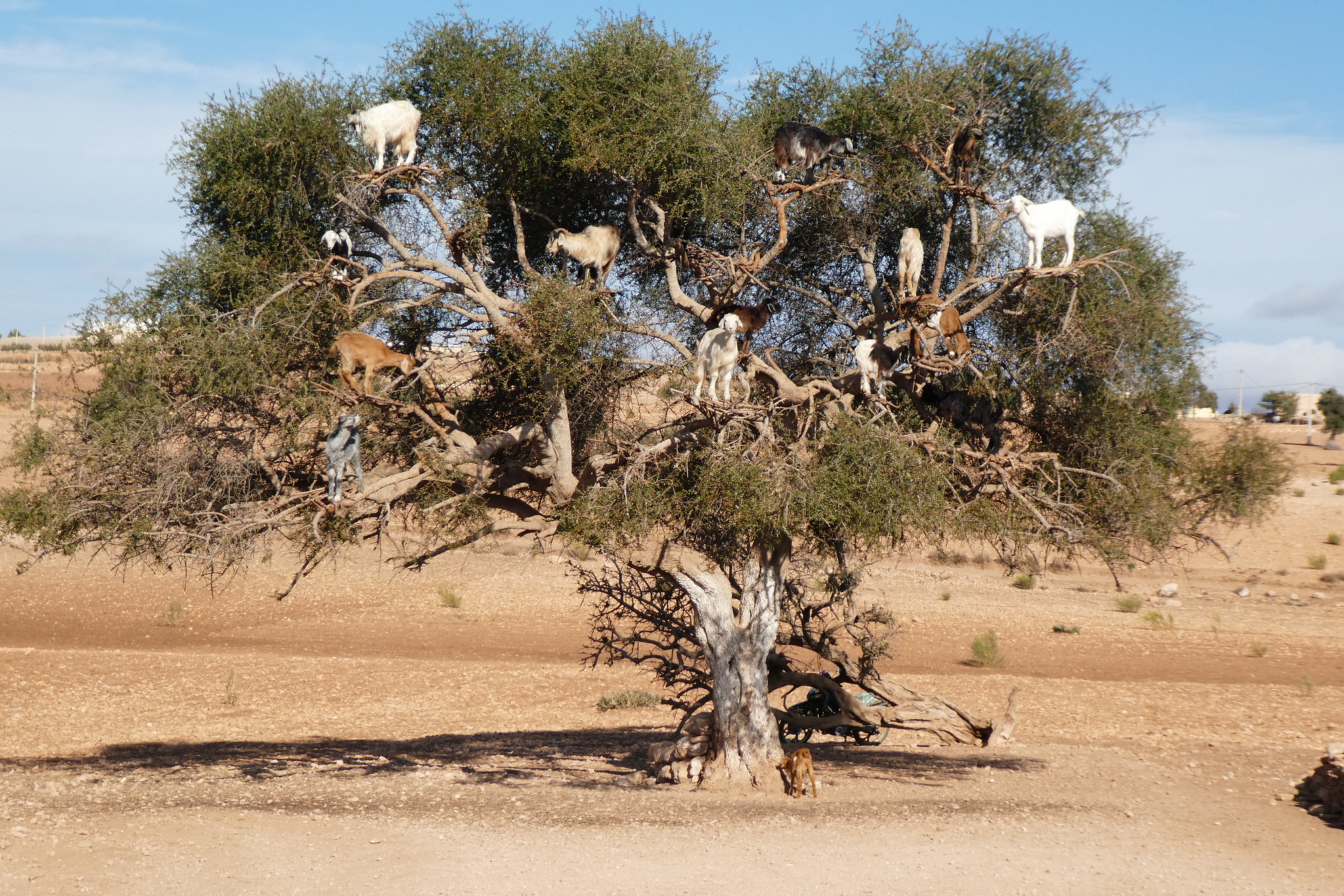 Au Maroc, les chèvres grimpent dans les arbres mais ce n'est pas naturel Au Maroc les chevres grimpent dans les arbres 12 Au-Maroc-les-chevres-grimpent-dans-les-arbres-12