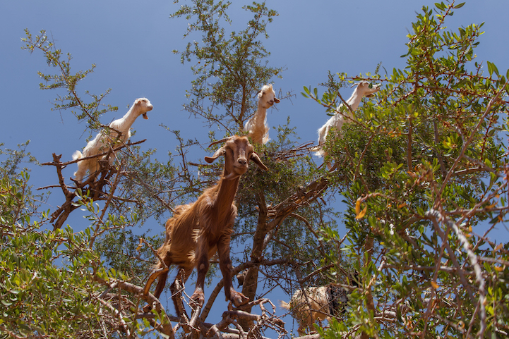 Au Maroc, les chèvres grimpent dans les arbres mais ce n'est pas naturel Au Maroc les chevres grimpent dans les arbres 5 Au-Maroc-les-chevres-grimpent-dans-les-arbres-5