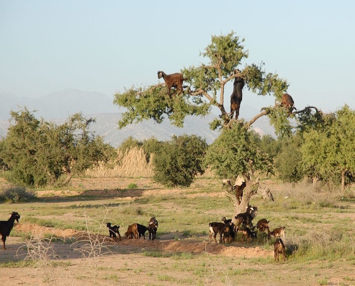 Au Maroc, les chèvres grimpent dans les arbres mais ce n'est pas naturel Au Maroc les chevres grimpent dans les arbres 6 Au-Maroc-les-chevres-grimpent-dans-les-arbres-6