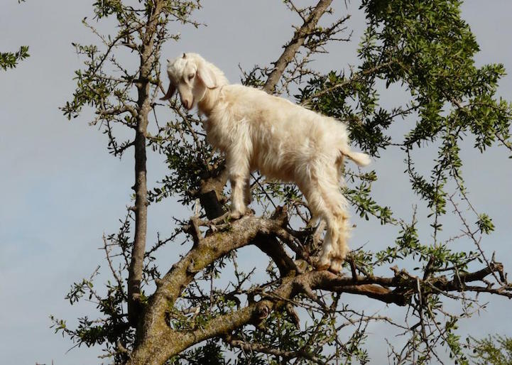 Au Maroc, les chèvres grimpent dans les arbres mais ce n'est pas naturel Au Maroc les chevres grimpent dans les arbres 7 Au-Maroc-les-chevres-grimpent-dans-les-arbres-7