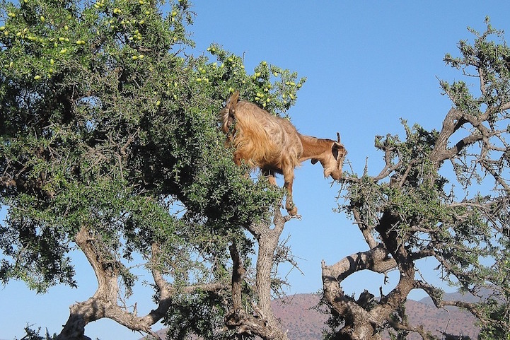 Au Maroc, les chèvres grimpent dans les arbres mais ce n'est pas naturel Au Maroc les chevres grimpent dans les arbres 8 Au-Maroc-les-chevres-grimpent-dans-les-arbres-8
