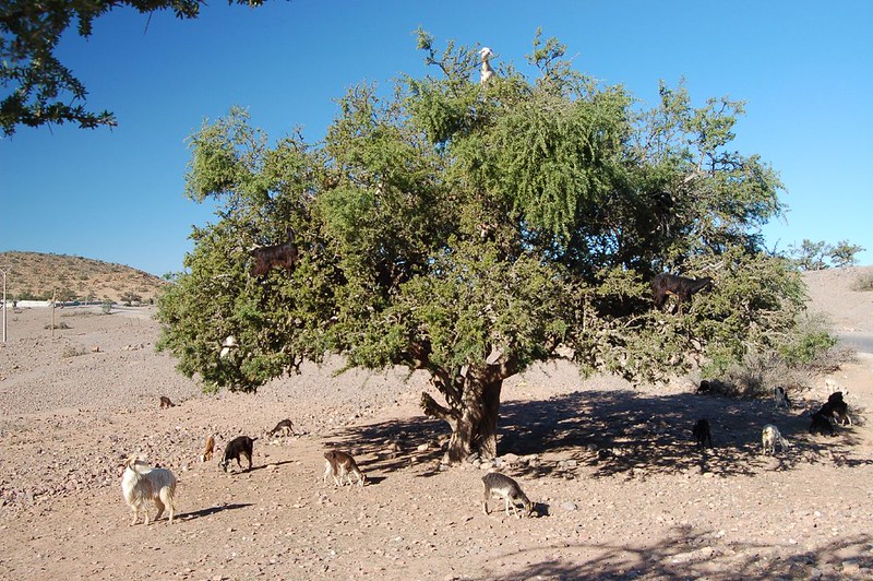 Au Maroc, les chèvres grimpent dans les arbres mais ce n'est pas naturel Au Maroc les chevres grimpent dans les arbres 9 Au-Maroc-les-chevres-grimpent-dans-les-arbres-9