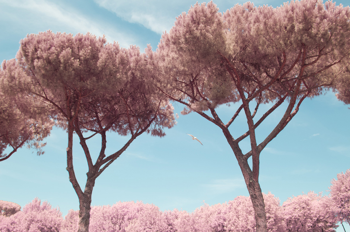 Rome en infra-rouge fait paraitre la ville encore plus merveilleuse Rome en infra rouge fait paraitre la ville encore plus merveilleuse 5 Rome-en-infra-rouge-fait-paraitre-la-ville-encore-plus-merveilleuse-5