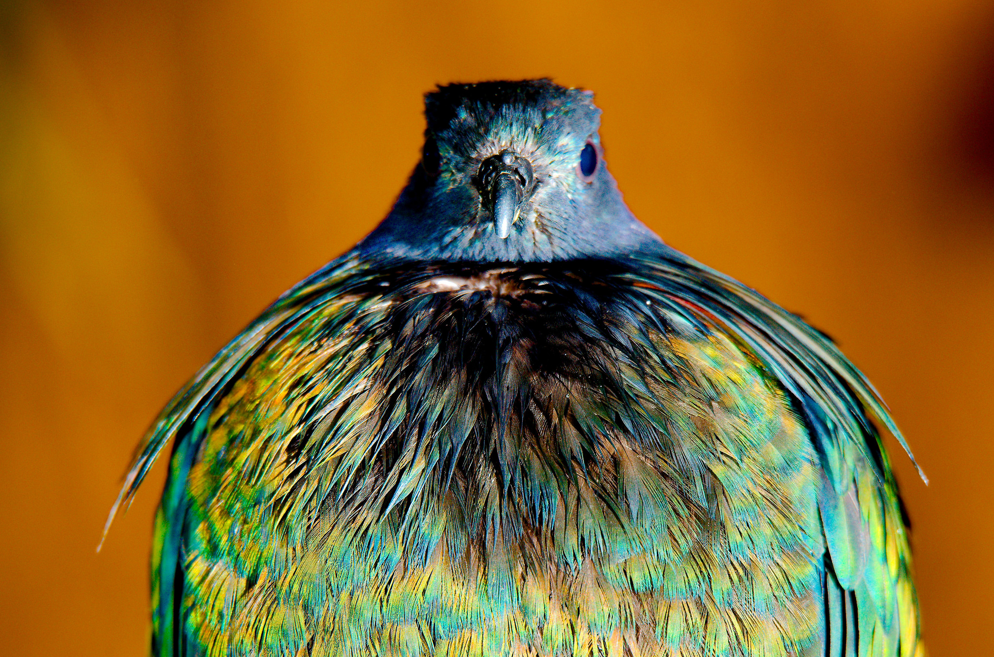 Le pigeon de Nicobar - l'espèce vivante la plus proche du défunt dodo le magnifique pigeon de Nicobar ou Nicobar a camail cousin dodo 10 le-magnifique-pigeon-de-Nicobar-ou-Nicobar-a-camail-cousin-dodo-10