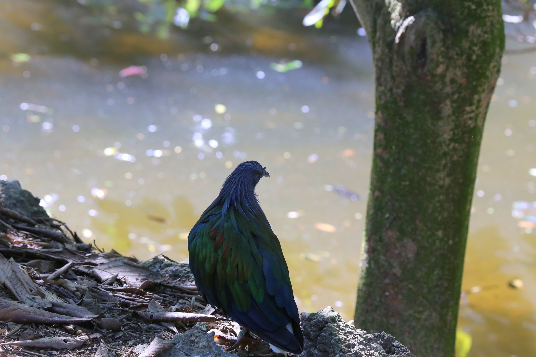 Le pigeon de Nicobar - l'espèce vivante la plus proche du défunt dodo le magnifique pigeon de Nicobar ou Nicobar a camail cousin dodo 11 le-magnifique-pigeon-de-Nicobar-ou-Nicobar-a-camail-cousin-dodo-11
