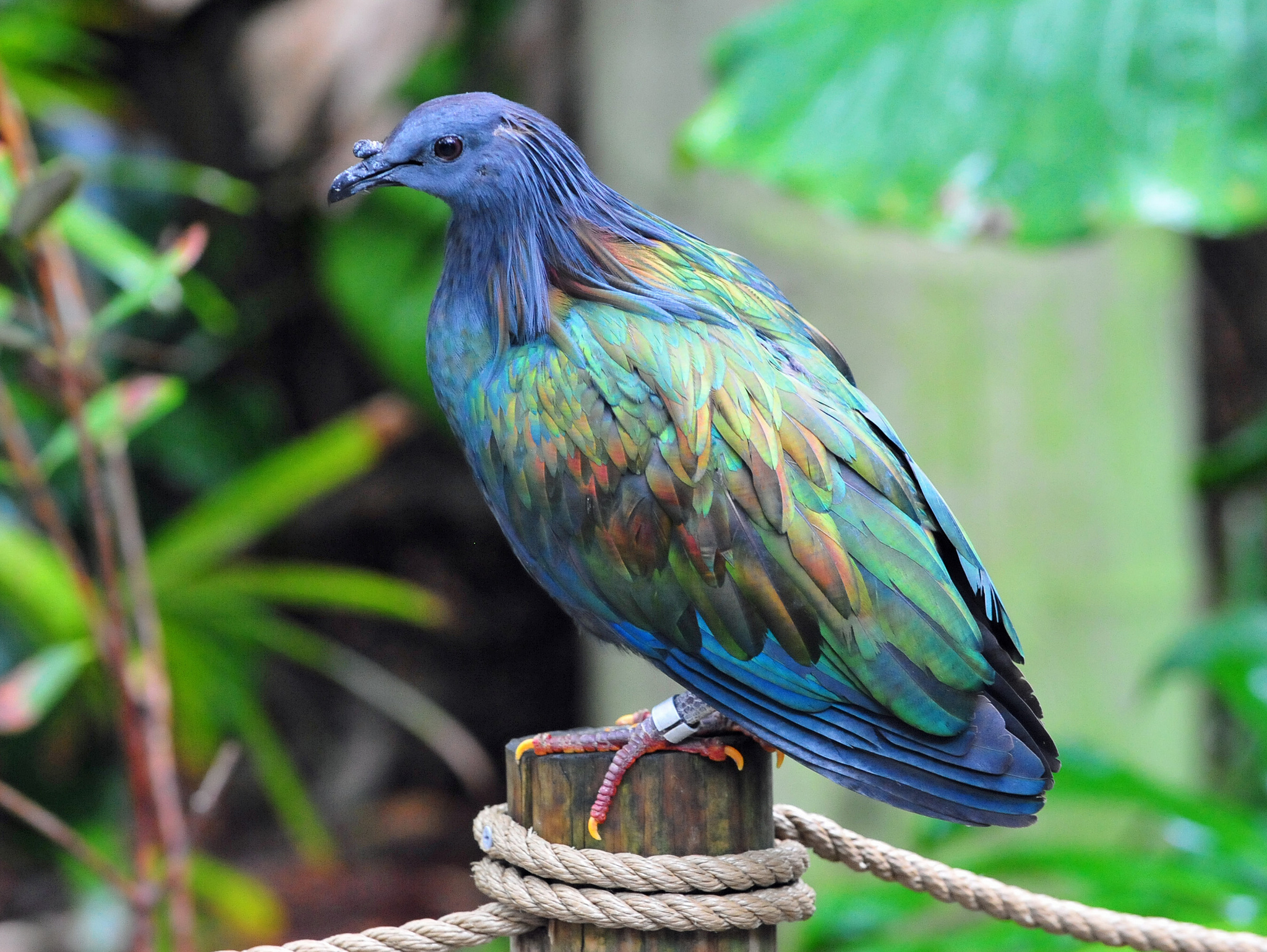Le pigeon de Nicobar - l'espèce vivante la plus proche du défunt dodo le magnifique pigeon de Nicobar ou Nicobar a camail cousin dodo 12 le-magnifique-pigeon-de-Nicobar-ou-Nicobar-a-camail-cousin-dodo-12