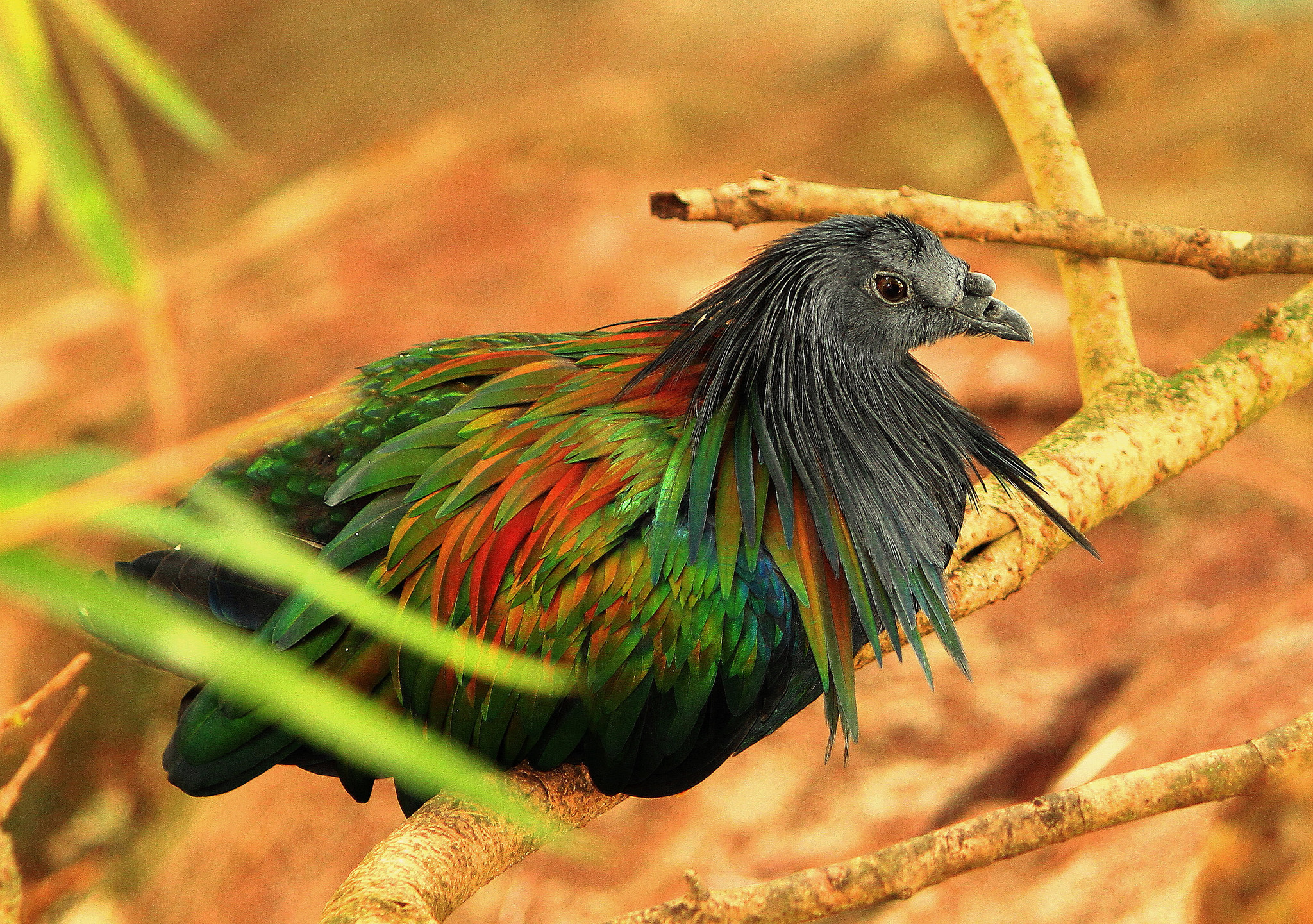 Le pigeon de Nicobar - l'espèce vivante la plus proche du défunt dodo le magnifique pigeon de Nicobar ou Nicobar a camail cousin dodo 13 le-magnifique-pigeon-de-Nicobar-ou-Nicobar-a-camail-cousin-dodo-13