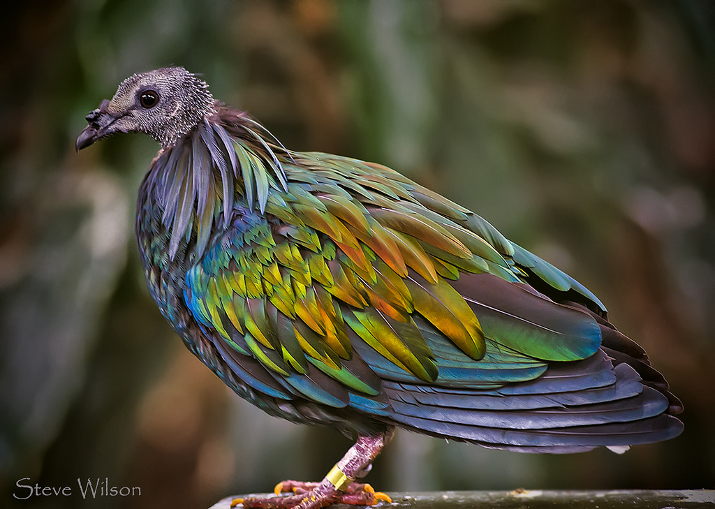 Le pigeon de Nicobar - l'espèce vivante la plus proche du défunt dodo le magnifique pigeon de Nicobar ou Nicobar a camail cousin dodo 2 le-magnifique-pigeon-de-Nicobar-ou-Nicobar-a-camail-cousin-dodo-2
