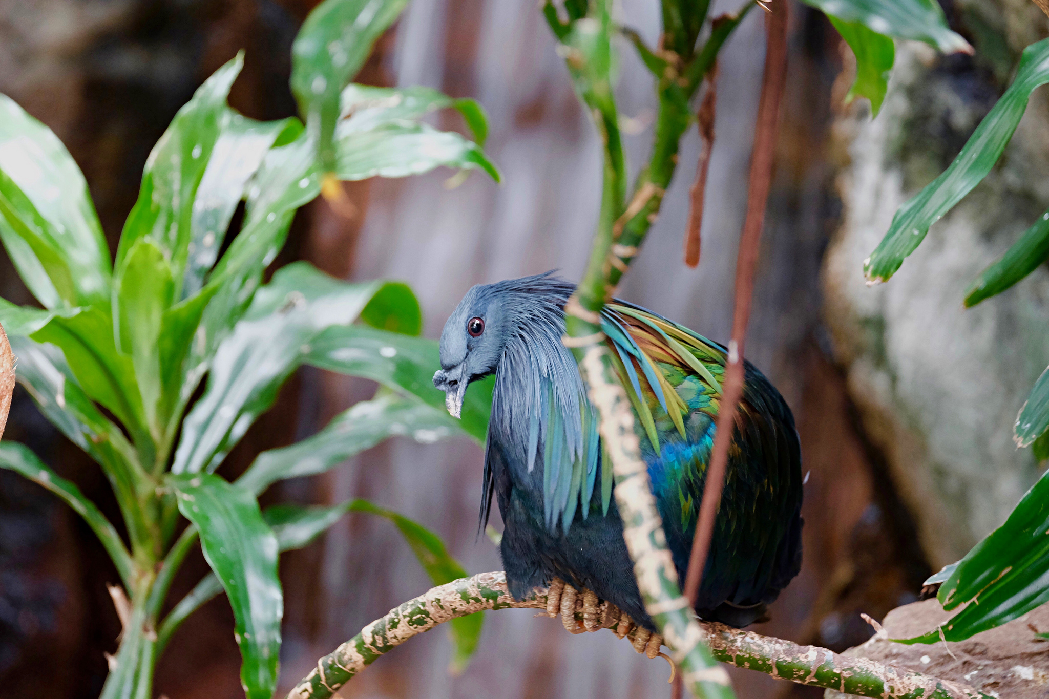 Le pigeon de Nicobar - l'espèce vivante la plus proche du défunt dodo le magnifique pigeon de Nicobar ou Nicobar a camail cousin dodo 7 le-magnifique-pigeon-de-Nicobar-ou-Nicobar-a-camail-cousin-dodo-7