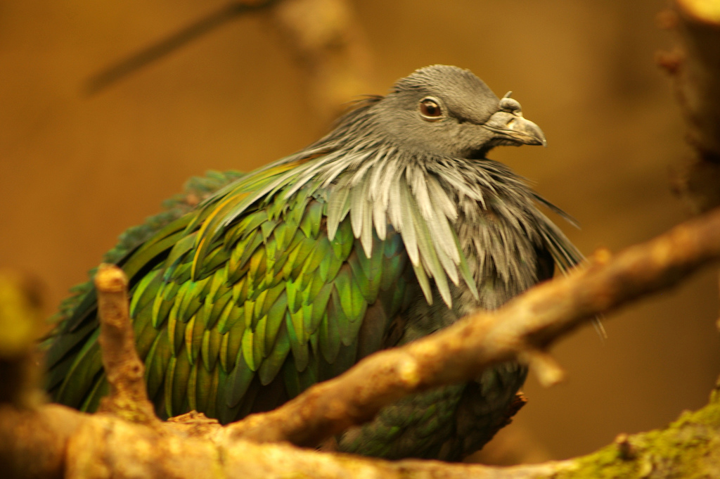 Le pigeon de Nicobar - l'espèce vivante la plus proche du défunt dodo le magnifique pigeon de Nicobar ou Nicobar a camail cousin dodo 9 le-magnifique-pigeon-de-Nicobar-ou-Nicobar-a-camail-cousin-dodo-9