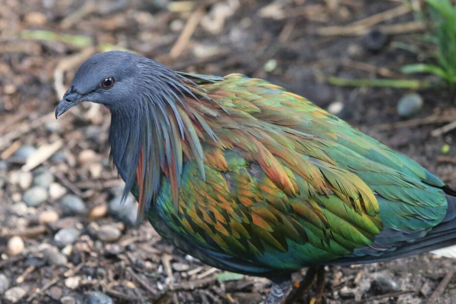 Le pigeon de Nicobar - l'espèce vivante la plus proche du défunt dodo pigeon nicobar plumage irise Pigeon de Nicobar au plumage irisé vert bleu et cuivre