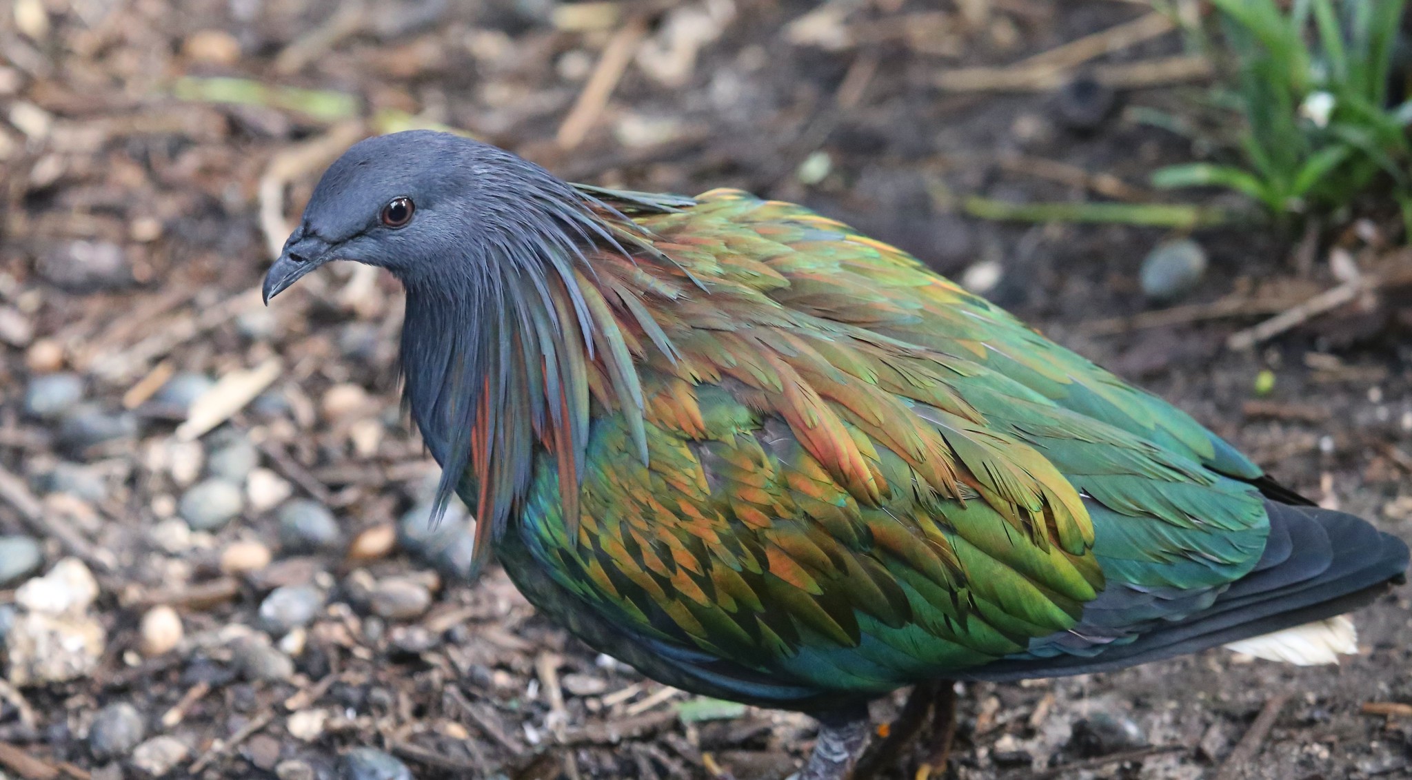 Pigeon de Nicobar au plumage irisé Pigeon de Nicobar au plumage irisé vert bleu et cuivre