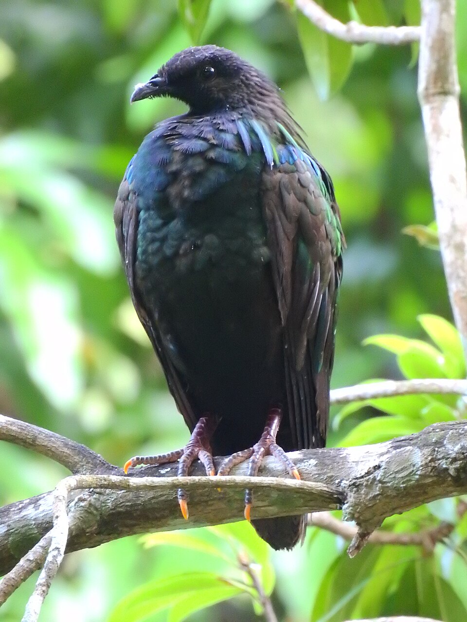 Pigeon de Nicobar dans son aire naturelle Pigeon de Nicobar sauvage sur l'île de Narcondam dans les îles Andaman-et-Nicobar