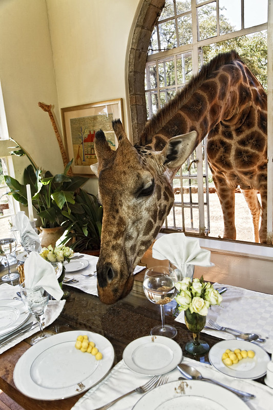 15 restaurants incroyables où il faudrait manger une fois au moins dans sa vie 15 restaurants incroyables 2 girafe Giraffe Manor Langata Kenya 2 15-restaurants-incroyables-2-girafe-Giraffe-Manor-Langata-Kenya-2